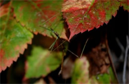 Diapheromera femorata - Northern Walking Stick