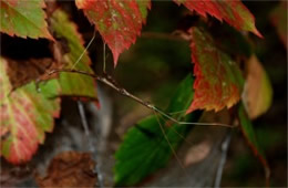 Diapheromera femorata - Northern Walking Stick