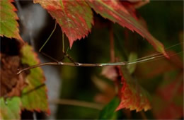 Diapheromera femorata - Northern Walking Stick