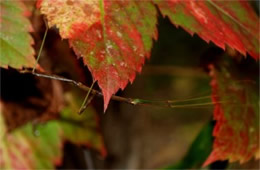 Diapheromera femorata - Northern Walking Stick