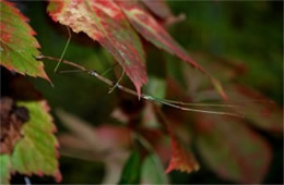 Diapheromera femorata - Northern Walking Stick