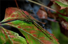 Diapheromera femorata - Northern Walking Stick