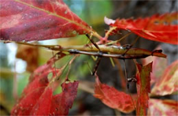 Diapheromera femorata - Northern Walking Stick