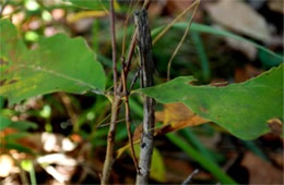 Diapheromera femorata - Northern Walking Stick