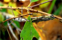 Diapheromera femorata - Northern Walking Stick