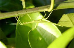 walking stick nymph