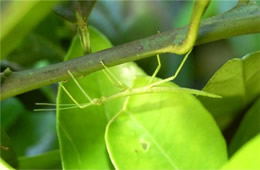 walking stick nymph