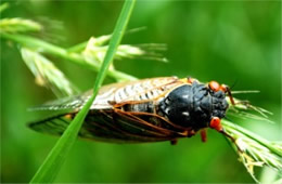 Magicicada septendecim - Periodical Cicada