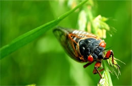 Magicicada septendecim - Periodical Cicada