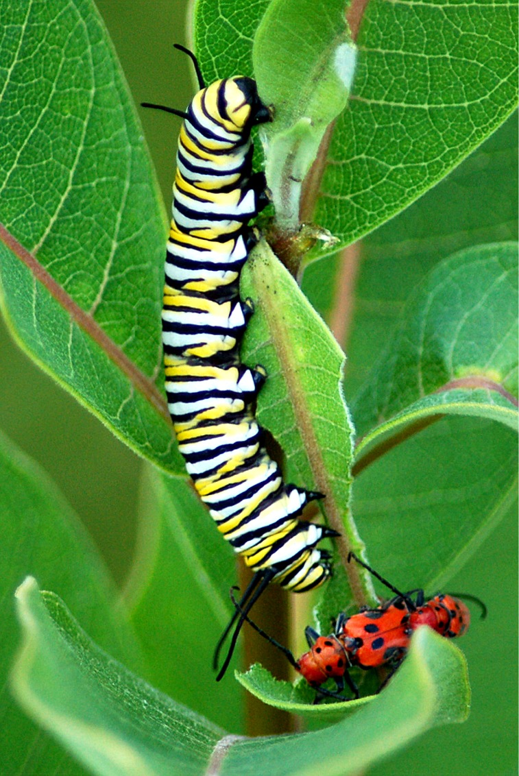 Monarch Butterfly Caterpillars