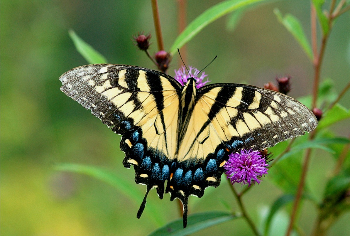 http://www.edupic.net/Images/Insects/lep_tiger_swallowtail_butterfly06.JPG