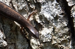 Plestiodon anthracinus - Coal Skink