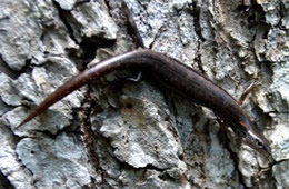 Plestiodon anthracinus - Coal Skink