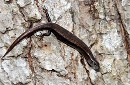 Plestiodon anthracinus - Coal Skink