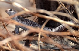 Dipsosaurus dorsalis - Desert Iguana