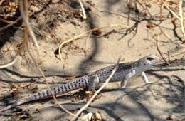 Dipsosaurus dorsalis - Desert Iguana