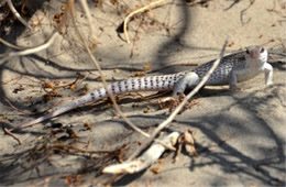 Dipsosaurus dorsalis - Desert Iguana