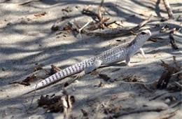 Dipsosaurus dorsalis - Desert Iguana