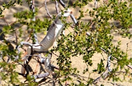 Dipsosaurus dorsalis - Desert Iguana