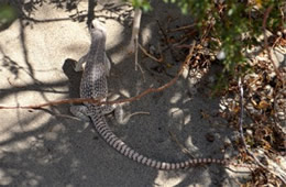 Dipsosaurus dorsalis - Desert Iguana