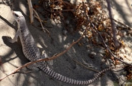 Dipsosaurus dorsalis - Desert Iguana