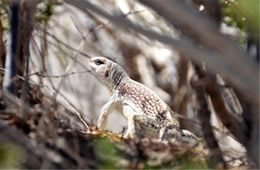 Dipsosaurus dorsalis - Desert Iguana