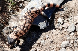 Heloderma suspectum - Gila Monster