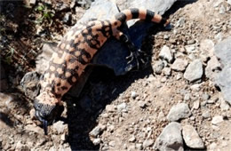 Heloderma suspectum - Gila Monster