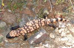 Heloderma suspectum - Gila Monster