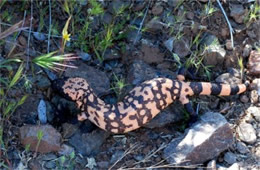 Heloderma suspectum - Gila Monster