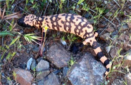 Heloderma suspectum - Gila Monster