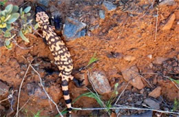 Heloderma suspectum - Gila Monster