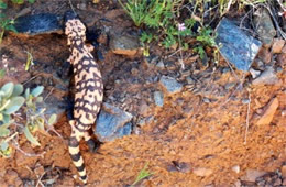 Heloderma suspectum - Gila Monster