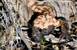 Heloderma suspectum - Gila Monster