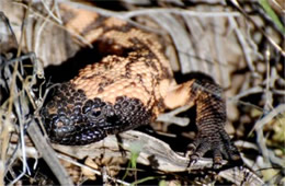 Heloderma suspectum - Gila Monster