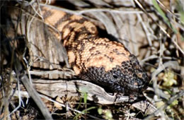 Heloderma suspectum - Gila Monster