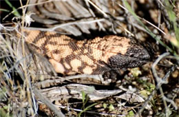 Heloderma suspectum - Gila Monster