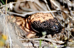 Heloderma suspectum - Gila Monster