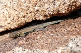 Uta stansburiana - Side-blotched Lizard