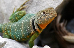 Crotaphytus collaris - Eastern Collared Lizard