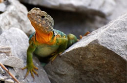 Crotaphytus collaris - Eastern Collared Lizard