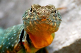 Crotaphytus collaris - Eastern Collared Lizard