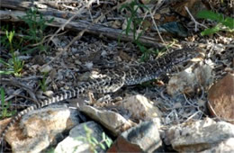 Gambelia wislizenii - Long-nosed Leopard Liizard