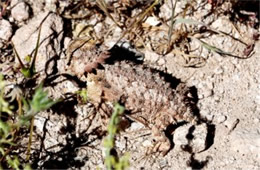 Phrynosoma solare - Regal Horned Lizard