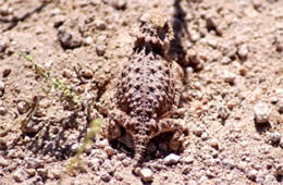 Phrynosoma solare - Regal Horned Lizard