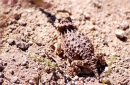 Phrynosoma solare - Regal Horned Lizard