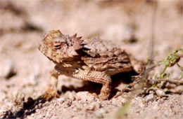 Phrynosoma solare - Regal Horned Lizard