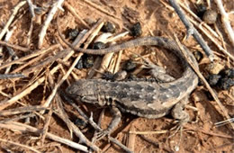 Uta stansburiana - Side-blotched Lizard