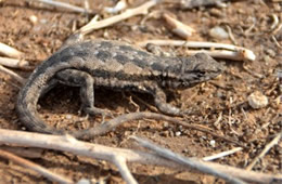 Uta stansburiana - Side-blotched Lizard