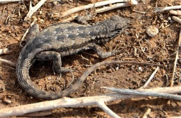 Uta stansburiana - Side-blotched Lizard